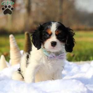 Benjie, Cavalier King Charles Spaniel Puppy